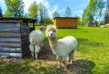 Zagroda z alpakami