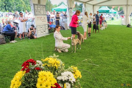 II Międzynarodowa wystawa Psów Rasowych