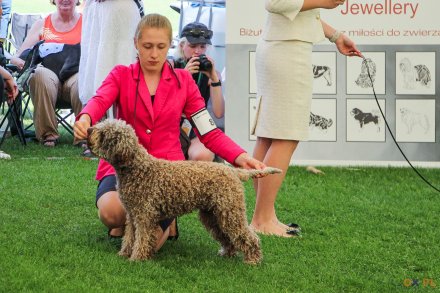 II Międzynarodowa wystawa Psów Rasowych