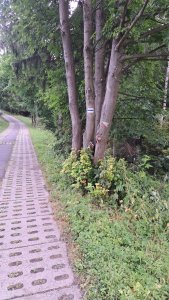 zmiany na odcinku Dziechcinka-Kobyla