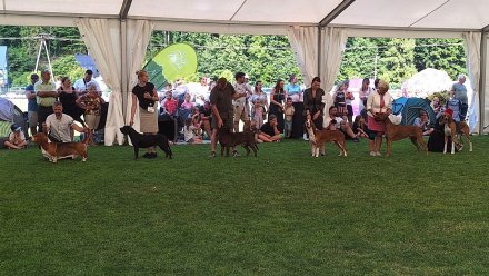 Międzynarodowa Wystawa Psów Rasowych