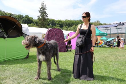 Międzynarodowa Wystawa Psów Rasowych