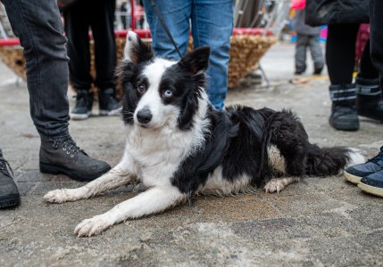 Wisła zagrała razem podczas 34. Finału WOŚP