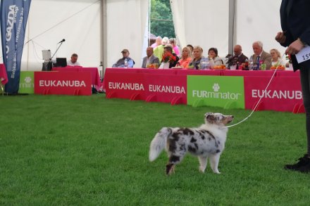 Międzynarodowa Wystawa Psów Rasowych Wisła 2026