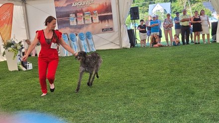 Międzynarodowa Wystawa Psów Rasowych