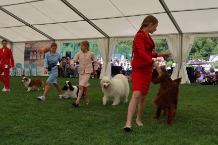 V Międzynarodowa Wystawa Psów Rasowych