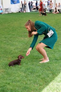 V Międzynarodowa Wystawa Psów Rasowych