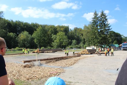 Drzewo upada po ścięciu na ziemię