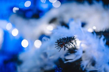 Koncert kolęd "A tradycja trwa... zgodnie z naturą" 2023