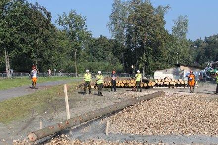 Drzewo powalone przez zawodnika