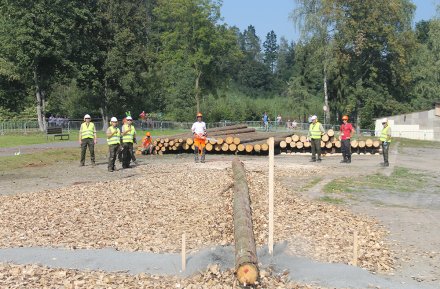 Drzewo powalone przez zawodnika