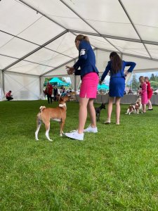 III Międzynarodowa Wystawa Psów Rasowych