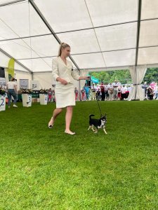 III Międzynarodowa Wystawa Psów Rasowych