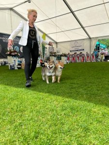 III Międzynarodowa Wystawa Psów Rasowych