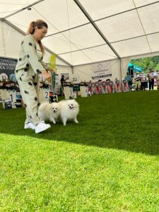 III Międzynarodowa Wystawa Psów Rasowych