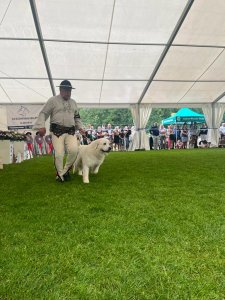 III Międzynarodowa Wystawa Psów Rasowych