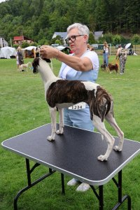 Międzynarodowa Wystawa Psów Rasowych