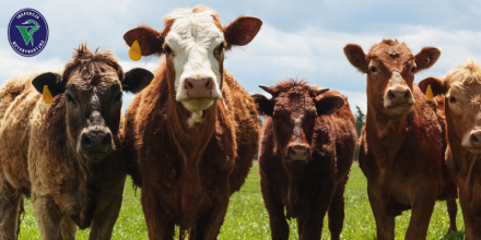 Powiatowy Lekarz Weterynarii