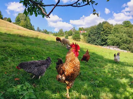 Agroturystyka Jelenia