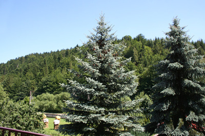 Apartamenty Starka