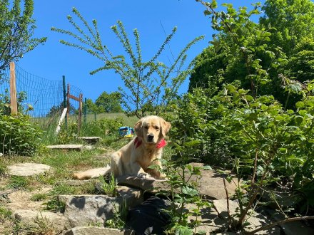 Agroturystyka Jelenia