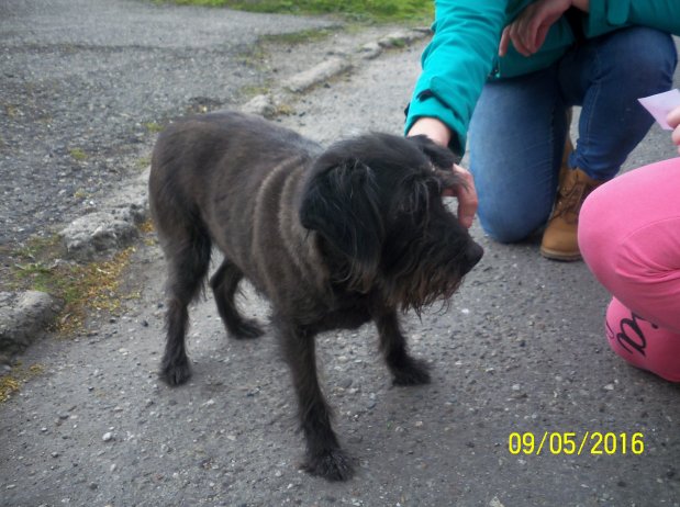 Pies znaleziony przez Straż Miejską