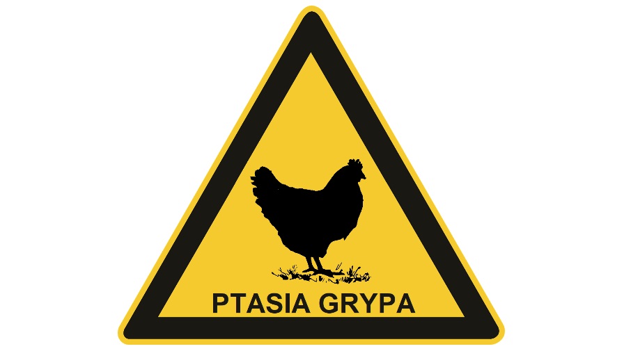 Ptasia grypa