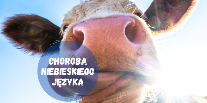 Choroba niebieskiego języka